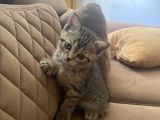 British Shorthair Black Ve Blackgolden Yavrular