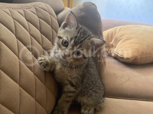 British Shorthair Black Ve Blackgolden Yavrular görsel