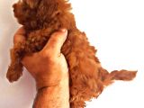 Di̇şi̇ Teacup Toy Poodle Yavrumuz