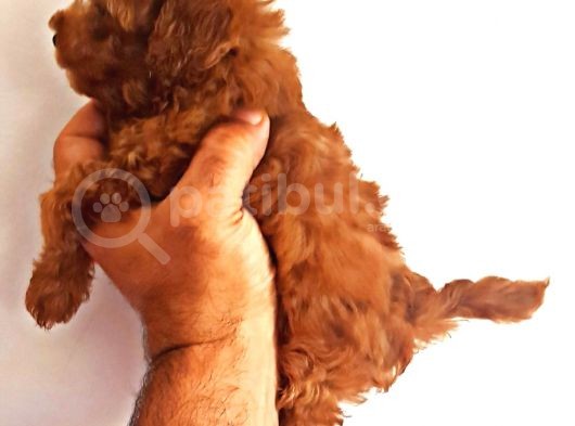 Di̇şi̇ Teacup Toy Poodle Yavrumuz görsel