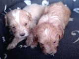 Maltipoo Yavrularımız