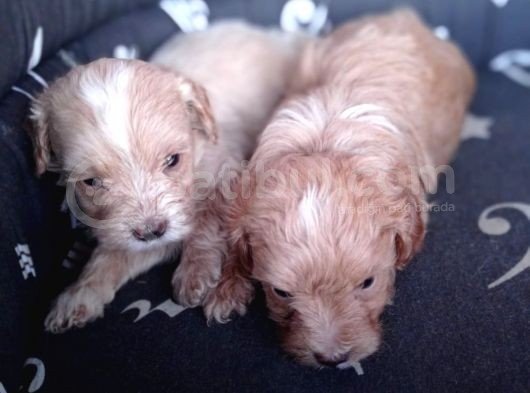 Maltipoo Yavrularımız