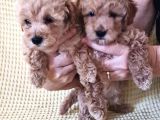 Dişi Erkek Toy Poodle Yavrularımız