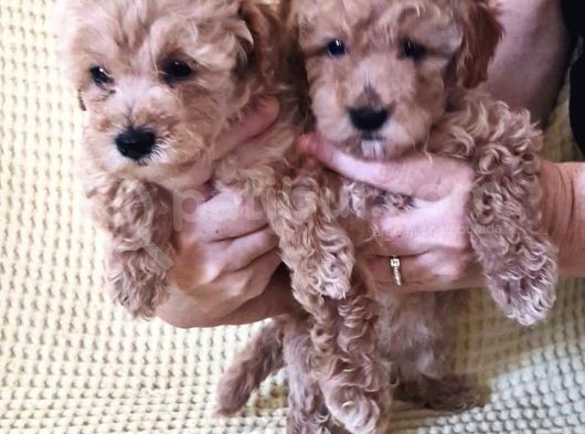 Dişi Erkek Toy Poodle Yavrularımız