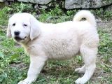 Secereli̇ Dünya Şampi̇yonu Yavrulari