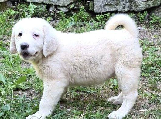 Secereli̇ Dünya Şampi̇yonu Yavrulari görsel