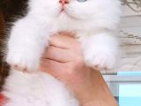 İran Persian Dolface Mavi Göz Longhair Bebeğim