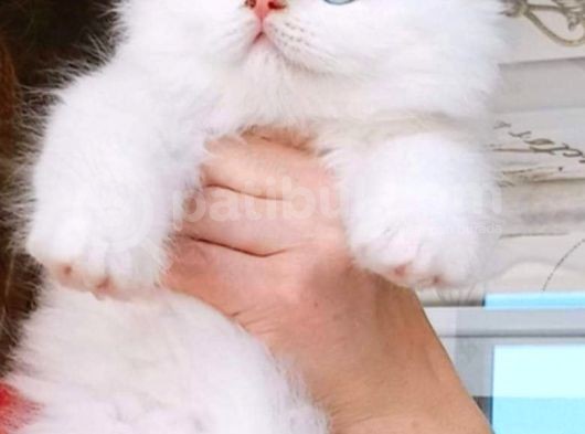 İran Persian Dolface Mavi Göz Longhair Bebeğim görsel
