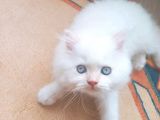 İran Persian Dolface Mavi Göz Longhair Bebeğim