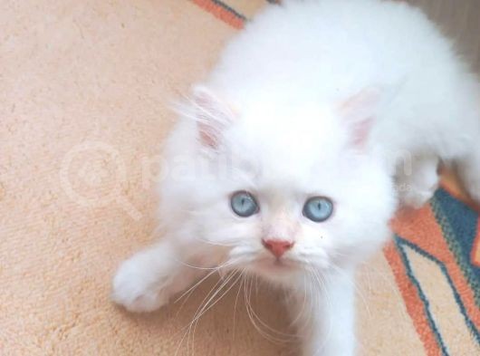 İran Persian Dolface Mavi Göz Longhair Bebeğim görsel
