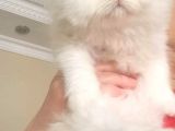 İran Persian Dolface Mavi Göz Longhair Bebeğim