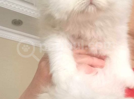 İran Persian Dolface Mavi Göz Longhair Bebeğim