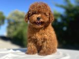 Red Di̇şi̇ Poodle Bebekler