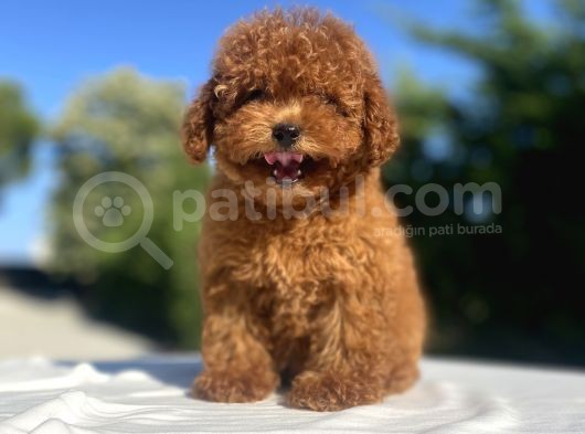 Red Di̇şi̇ Poodle Bebekler görsel