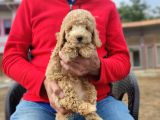 Di̇şi̇ Toy Poodle Yavrumuz
