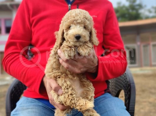 Di̇şi̇ Toy Poodle Yavrumuz