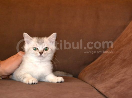 3 Aylik Scottish Straight Erkek Ve Dişi görsel