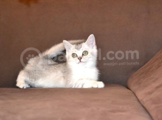 3 Aylik Scottish Straight Erkek Ve Dişi görsel