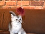 3 Aylik Scottish Straight Erkek Ve Dişi