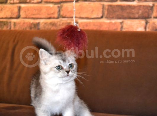 3 Aylik Scottish Straight Erkek Ve Dişi görsel