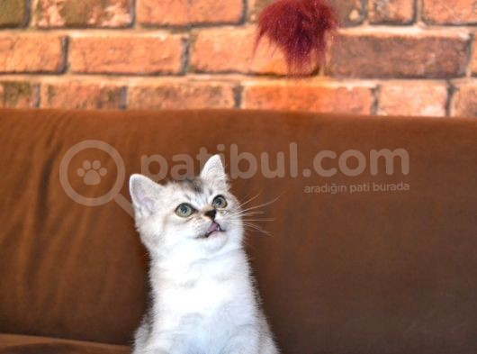 3 Aylik Scottish Straight Erkek Ve Dişi görsel