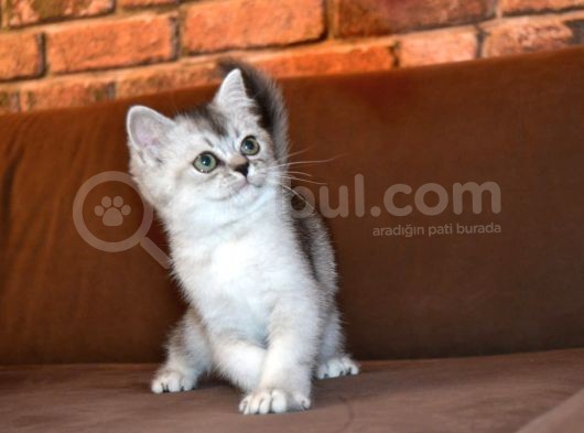 3 Aylik Scottish Straight Erkek Ve Dişi görsel