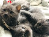 70 Günlük British Shorthair Erkek