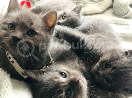 70 Günlük British Shorthair Erkek görsel