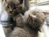 70 Günlük British Shorthair Erkek