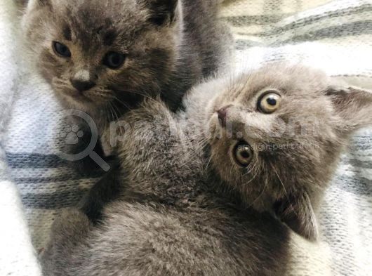 70 Günlük British Shorthair Erkek görsel