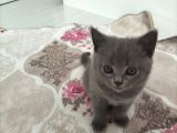 70 Günlük British Shorthair Erkek