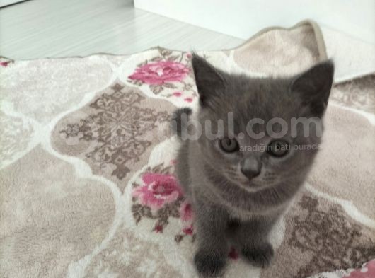 70 Günlük British Shorthair Erkek görsel