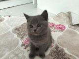 70 Günlük British Shorthair erkek
