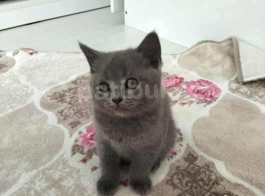 70 Günlük British Shorthair Erkek