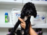 Erkek Parti̇ Color Malti̇poo Yavrumuz