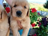 Baby Face Golden Bebeklerr