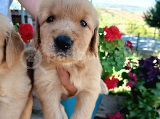 Baby Face Golden Bebeklerr görsel