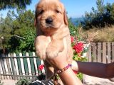 Baby Face Golden Bebeklerr