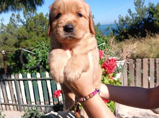 Baby Face Golden Bebeklerr görsel