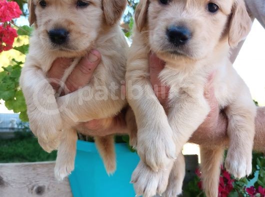 Baby Face Golden Bebeklerr görsel