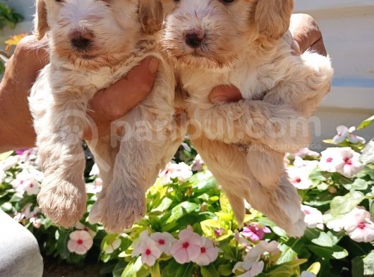 Mükemmel Maltipoo Yavrularimiz görsel