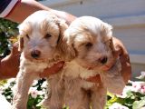 Mükemmel Maltipoo Yavrularimiz