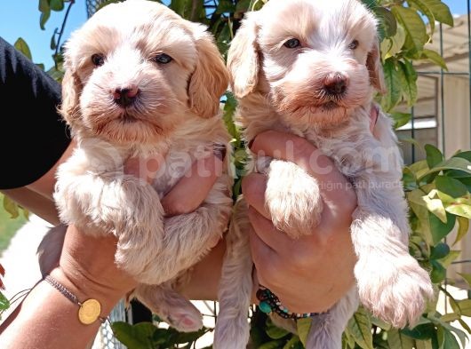 Mükemmel Maltipoo Yavrularimiz
