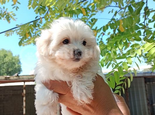 Maltese Kız Bebek görsel