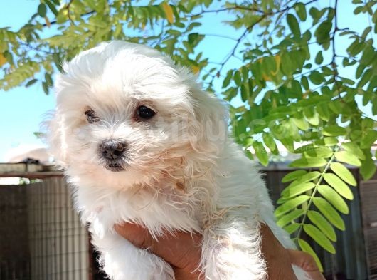 Maltese Kız Bebek görsel