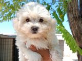 Maltese Kız Bebek