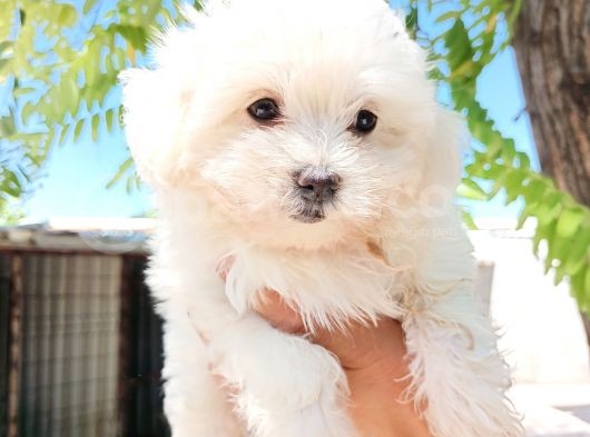 Maltese Kız Bebek