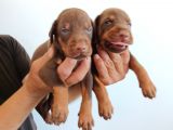 King Doberman Safkan Kızıl/Siyah Yavrularımız