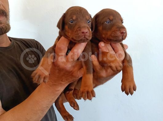 King Doberman Safkan Kızıl/Siyah Yavrularımız görsel