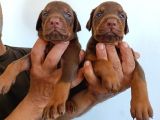 King Doberman Safkan Kızıl/Siyah Yavrularımız